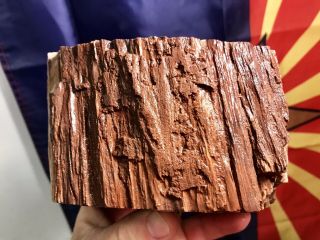 REILLY’S ROCKS: Outstanding Saint Johns Arizona Petrified Wood,  5 Lb. 3
