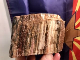 REILLY’S ROCKS: Outstanding Saint Johns Arizona Petrified Wood,  5 Lb. 4