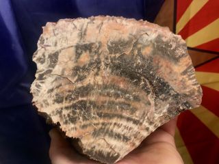 REILLY’S ROCKS: Outstanding Saint Johns Arizona Petrified Wood,  5 Lb. 5