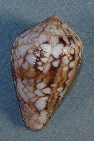 Conus Retifer 33.  98mm Rare Specimen Horseshoe Reef,  Okinawa,  Japan