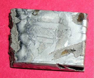 Seymchan Pallasite Meteorite 13.  1 Gram Etched Slice