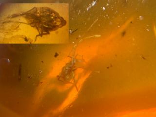 Long Legs Tick&cicada Burmite Myanmar Burmese Amber Insect Fossil Dinosaur Age