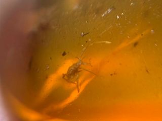 long legs tick&cicada Burmite Myanmar Burmese Amber insect fossil dinosaur age 2