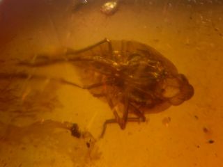 long legs tick&cicada Burmite Myanmar Burmese Amber insect fossil dinosaur age 4