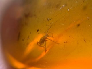 long legs tick&cicada Burmite Myanmar Burmese Amber insect fossil dinosaur age 5