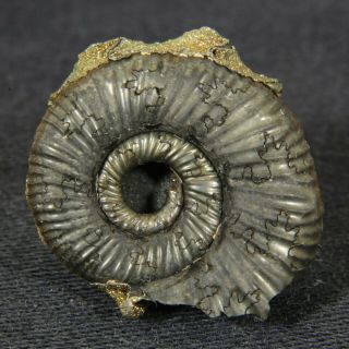 0.  8in (2cm) Pyritized Ammonite Binatisphinctes Jurassic Callovian Russian Fossil