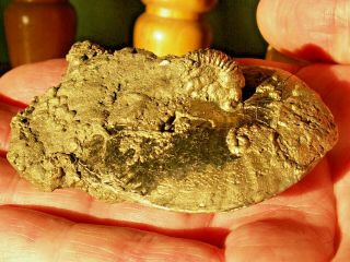 Gold Pyrite Multi Fossil Oxynoticeras Ammonite Jurassic Dinosaur Age Curios Gift