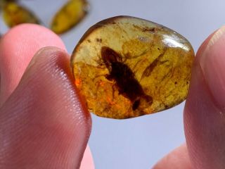 Big Adult Roach Skin Burmite Myanmar Burmese Amber Insect Fossil Dinosaur Age