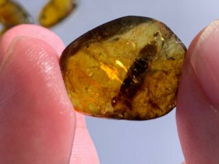 big adult roach skin Burmite Myanmar Burmese Amber insect fossil dinosaur age 2