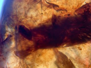 big adult roach skin Burmite Myanmar Burmese Amber insect fossil dinosaur age 4