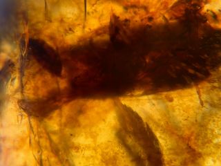 big adult roach skin Burmite Myanmar Burmese Amber insect fossil dinosaur age 5