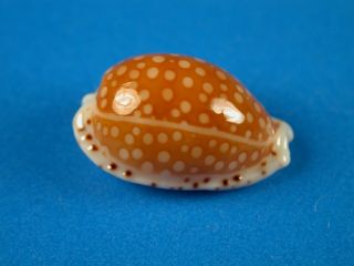 Cypraea Fisheri,  Pattern,  16.  2mm,  Hawaii Shell
