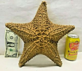 Huge 12 Inch Real Dried Spiney Starfish Giant Fish Specimen Nautical Beach Ocean