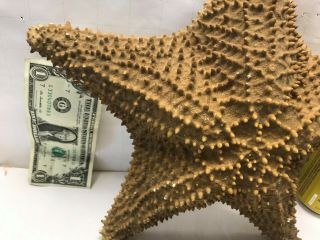 Huge 12 inch REAL dried Spiney STARFISH Giant Fish Specimen Nautical Beach Ocean 3