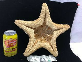 Huge 12 inch REAL dried Spiney STARFISH Giant Fish Specimen Nautical Beach Ocean 5