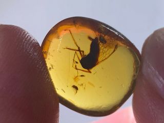 Healess Big Unknown Fly Burmite Myanmar Burmese Amber Insect Fossil Dinosaur Age