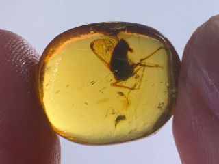 healess big unknown fly Burmite Myanmar Burmese Amber insect fossil dinosaur age 2