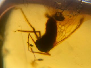 healess big unknown fly Burmite Myanmar Burmese Amber insect fossil dinosaur age 3