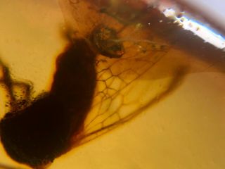 healess big unknown fly Burmite Myanmar Burmese Amber insect fossil dinosaur age 4