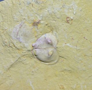 Kunmingella Bradoriid Arthropod Fossil Early Cambrian Maotianshan Shales
