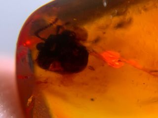 Unknown Bug‘s’ Head&fly Burmite Myanmar Burmese Amber Insect Fossil Dinosaur Age