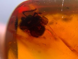 unknown bug‘s’ head&fly Burmite Myanmar Burmese Amber insect fossil dinosaur age 4