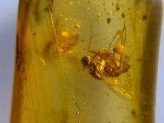 2 Unique Diptera Flies Burmite Myanmar Burmese Amber Insect Fossil Dinosaur Age