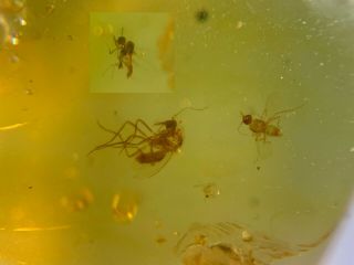 3 Unknown Small Flies Burmite Myanmar Burmese Amber Insect Fossil Dinosaur Age