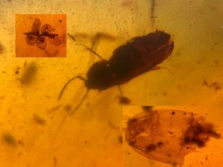 Unknown Beetle&leaf&wings Burmite Myanmar Burma Amber Insect Fossil Dinosaur Age