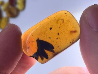 2.  2g Unknown Plant Tree Leaf Burmite Myanmar Amber Insect Fossil Dinosaur Age
