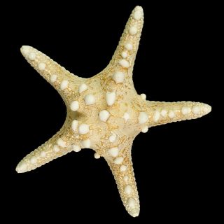 Natural Starfish / Large 7.  5,  Inch Size / Bleached White Starfish