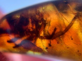 Unknown Big Bug Skin Burmite Myanmar Burmese Amber Insect Fossil Dinosaur Age