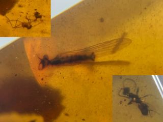 Unknown Big Fly&wasp Burmite Myanmar Burmese Amber Insect Fossil Dinosaur Age