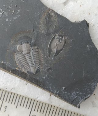 Fossils Trilobite Unknown,  Interest,  Teaching,  Cool 6