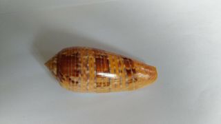 Conus Dusaveli 75,  3 Mm F,  Not Cypraea