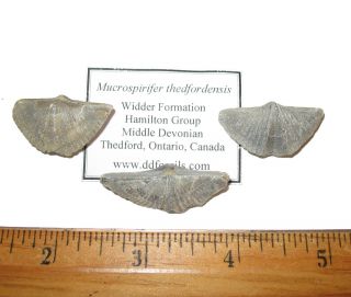 Devonian brachiopod fossil 1 per bid - Mucrospirifer thedfordensis Hamilton 2