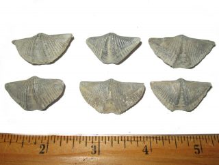 Devonian Silica Shale Mucrospirifer Prolificus Brachiopod Fossil 1 Per Bid