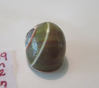 Polymita Spectacular Shell 21.  59 Mm Gorgeous Rare Color Green Venusta