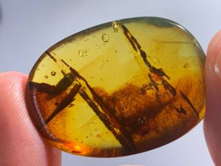 3.  77g Plant&unknown Bugs Burmite Myanmar Burma Amber Insect Fossil Dinosaur Age