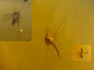 3 Unknown Flies Burmite Myanmar Burmese Burma Amber Insect Fossil Dinosaur Age