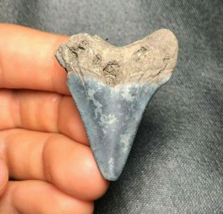 1.  61 " Angustidens Shark Tooth Teeth Fossil Sharks Necklace Megalodon Jaws