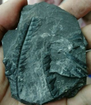 Carboniferous Fern Fossil Plant ，leaf Fossil ，sichuan，china Ag43