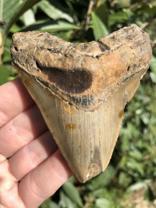 Huge Colorful 3.  01” Megalodon Tooth Fossil Shark Teeth Unrestored