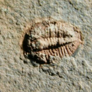 A Tiny 100 Natural 500 Million Year Old Trilobite Fossil Utah From 11.  2gr B