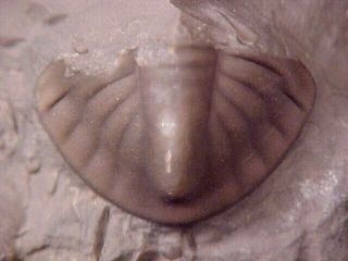 Bathyurus Trilobite,  Ordovician From Ontario,  Canada
