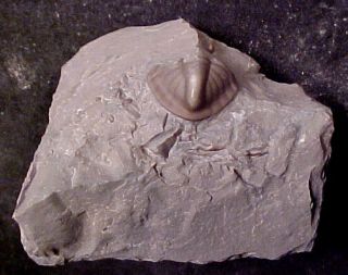 Bathyurus trilobite,  Ordovician from Ontario,  Canada 2