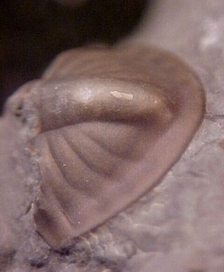 Bathyurus trilobite,  Ordovician from Ontario,  Canada 4
