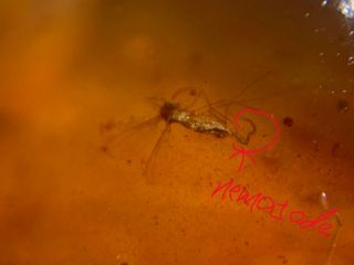 Parasitic Nematode In Mosquito Burmite Myanmar Amber Insect Fossil Dinosaur Age