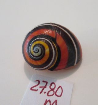 Polymita Spectacular Shell 27.  80 Mm Rare Unique Beauty