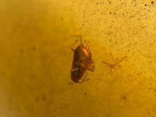 Unique Roach Larva Burmite Myanmar Burmese Burma Amber Insect Fossil Dinosaur Ag